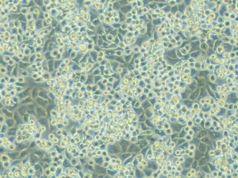 NCI-H2122 Cell Complete Medium - 6