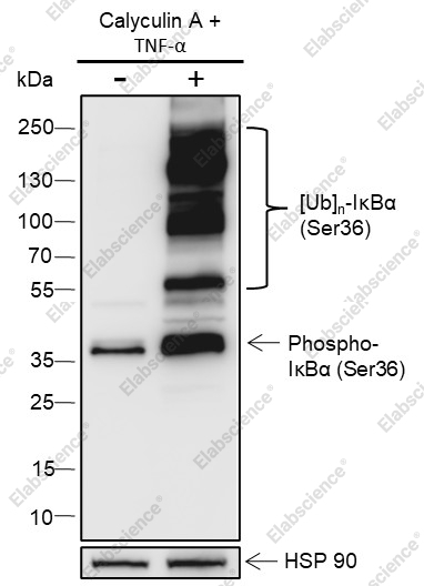 Recombinant Phospho-IκBα (Ser36) Monoclonal Antibody - 1