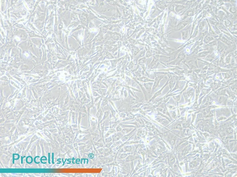 A172 Cell Complete Medium - 1