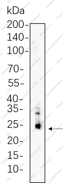 Recombinant Bim Monoclonal Antibody - 1