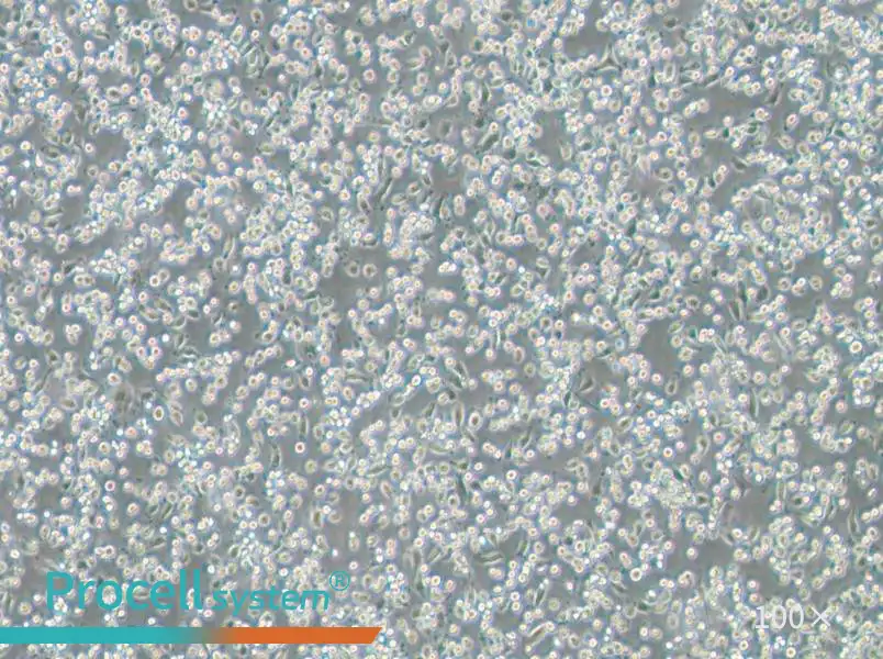 NCTC 1469 Cell Complete Medium - 2