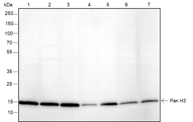 Recombinant Histone H3 (NT) Monoclonal Antibody-searchlist-1