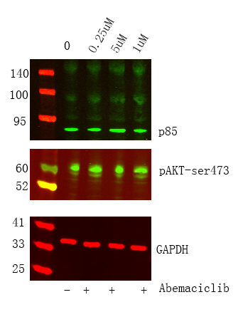 Recombinant PI3-Kinase p85 α Monoclonal Antibody-searchlist-1