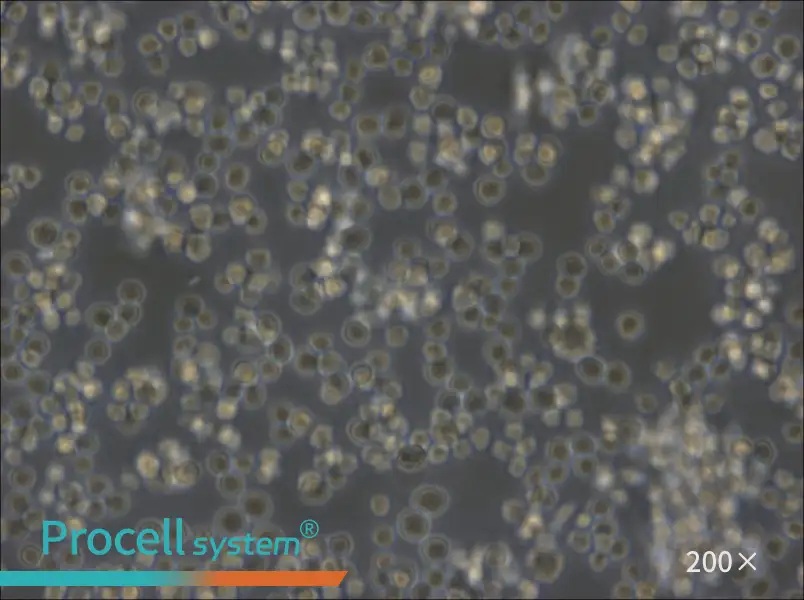 A20 Cell Complete Medium - 5