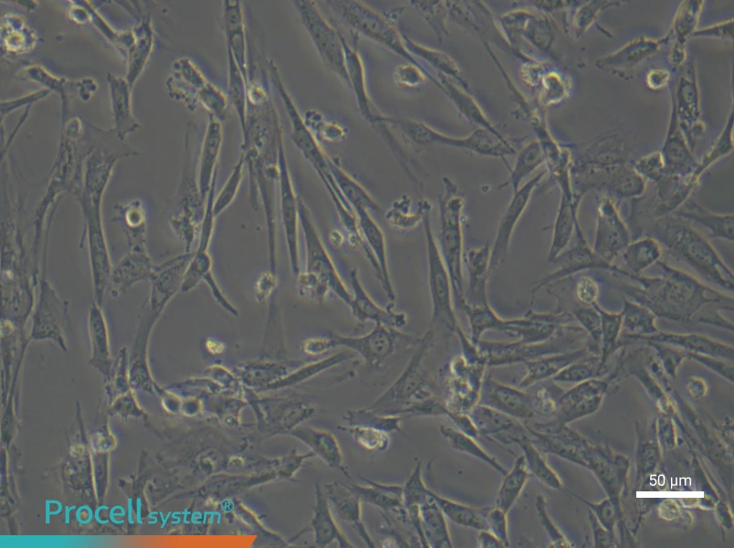 Human Umbilical Cord Mesenchymal Stem (Primary cell immortalization) Cell Complete MediumHuman Umbilical Cord Mesenchymal Stem (Primary cell immortalization) Cell Complete Medium - 6