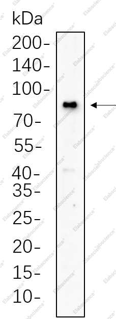 Recombinant BMAL1 Monoclonal Antibody - 1