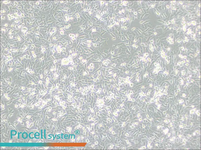 PaTu 8988t Cell Complete Medium - 1