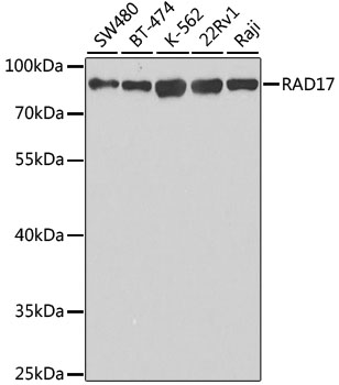 Western blot analysis of extracts of various cell lines using RAD17 Polyclonal Antibody at 1:1000 dilution.