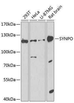 Western blot analysis of extracts of various cell lines using SYNPO Polyclonal Antibody at 1:1000 dilution.