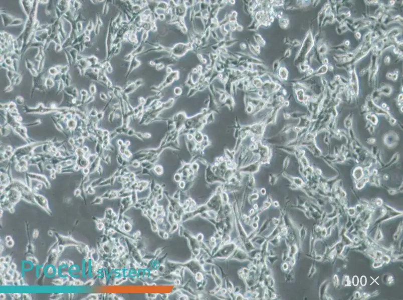 E0771 Cell Complete MediumE0771 Cell Complete Medium - 2