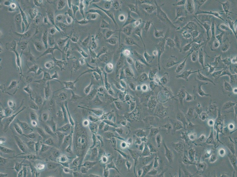 HBE135-E6E7 Cell Complete Medium - 4