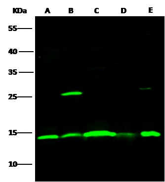 Recombinant ISG15 Monoclonal Antibody - small - 2