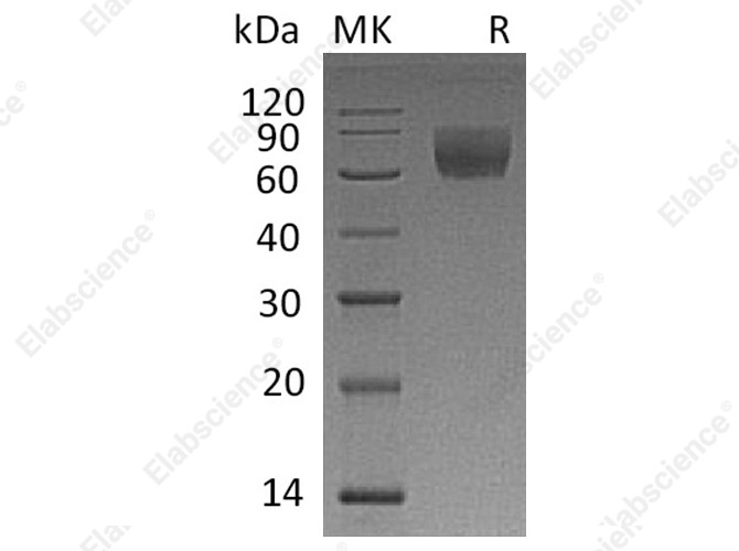 Recombinant Rhesus macaque CD47/IAP Protein (Fc Tag) - 1