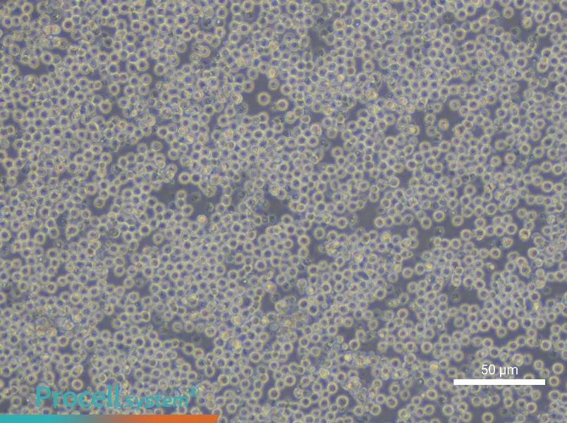 NFS-60 Cell Complete Medium - small - 6