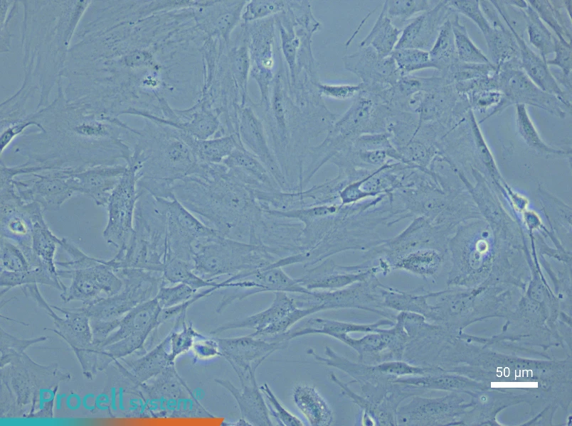 Mouse Brain Fibroblast Complete Medium - 5