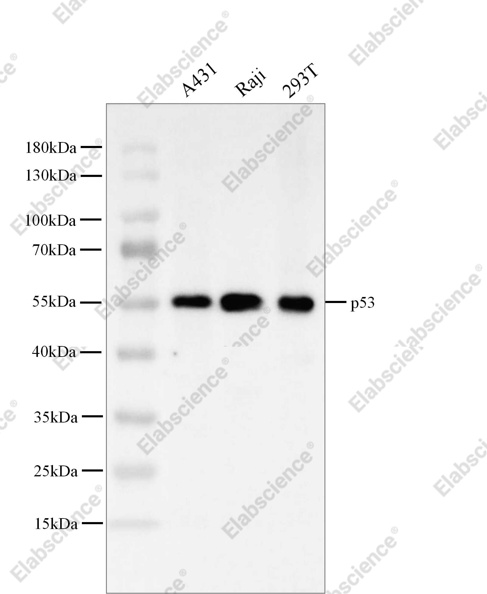 Recombinant p53 Monoclonal Antibody - 1