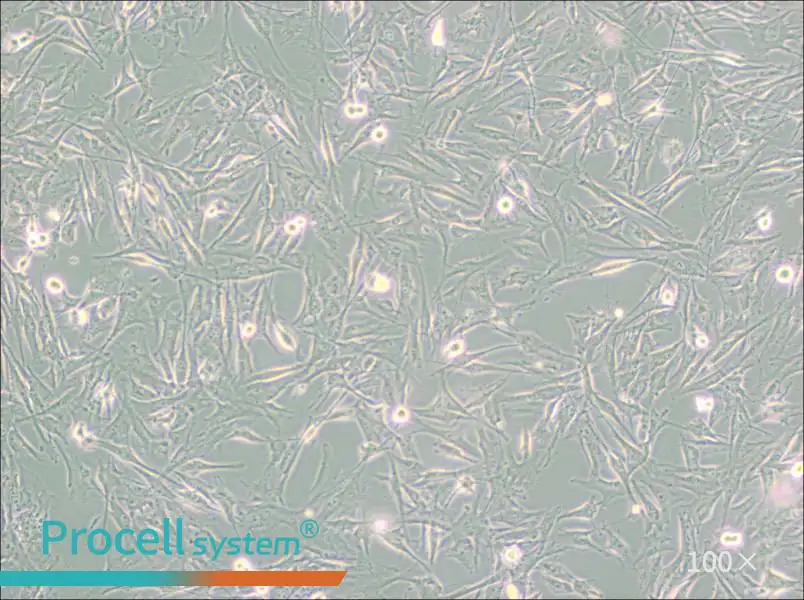 NCI-H2452 [H2452]NCI-H2452 [H2452] - 2