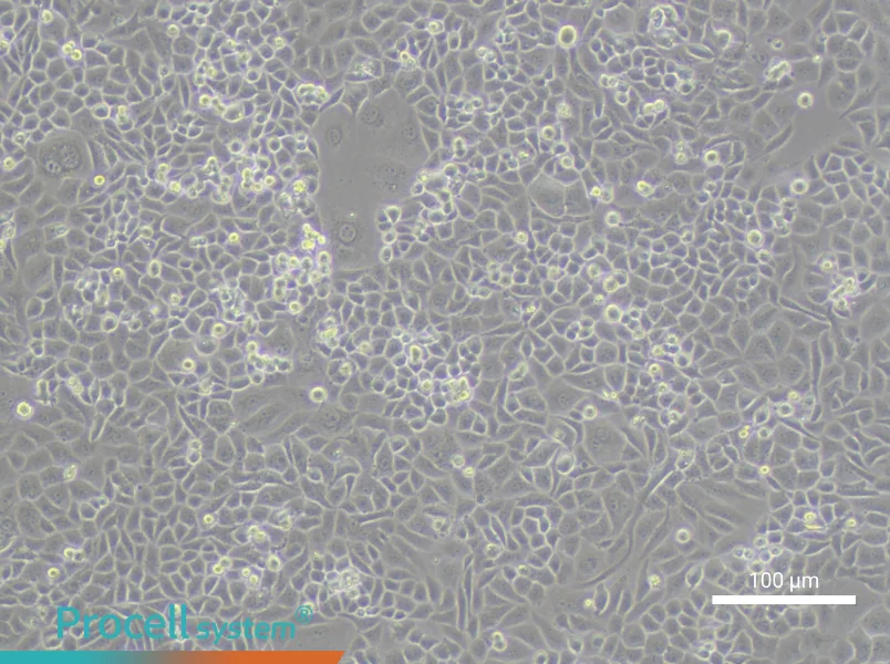 CC-LP-1 Cell Complete MediumCC-LP-1 Cell Complete Medium - 3