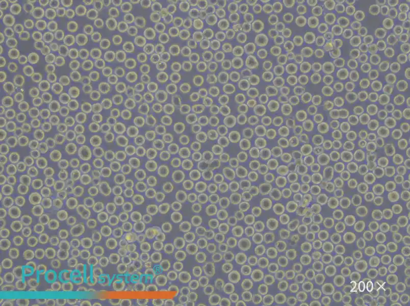 K-562 [K562] Cell Complete Medium - small - 6