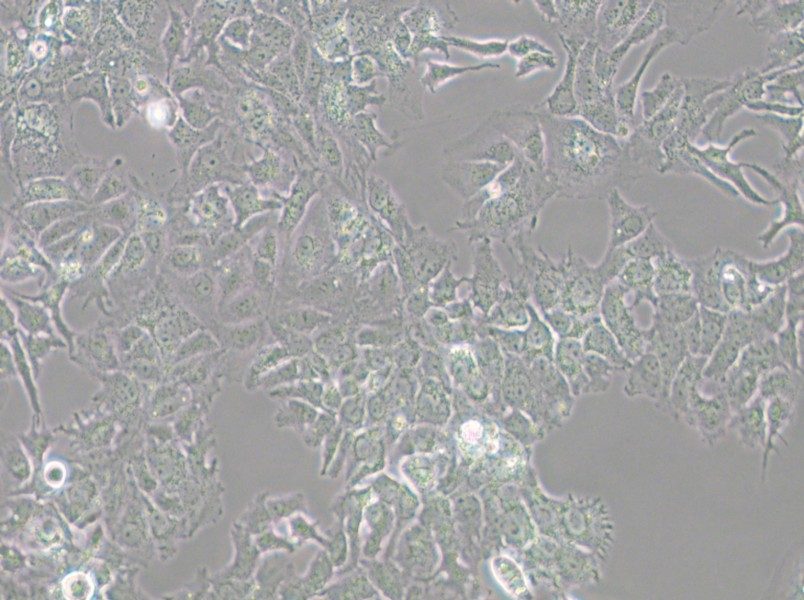 HuH-7 Cell Complete Medium - 6