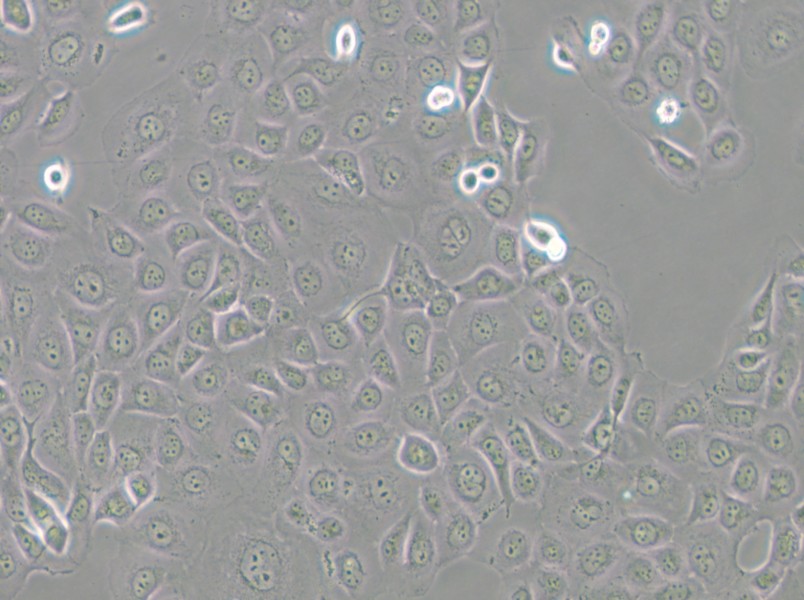 WSU-HN6 Cell Complete Medium - small - 4