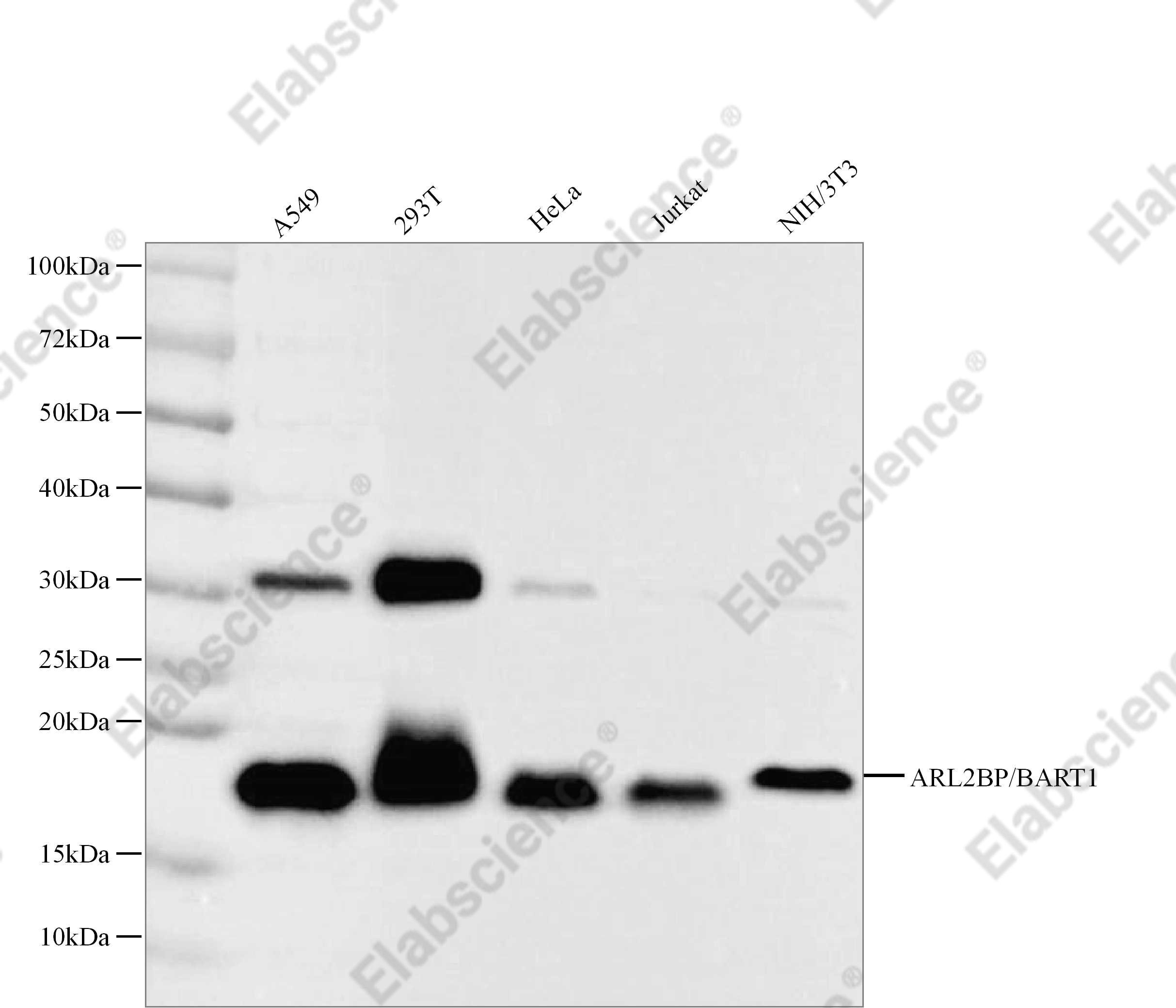 Recombinant ARL2BP/BART1 Monoclonal Antibody - 1