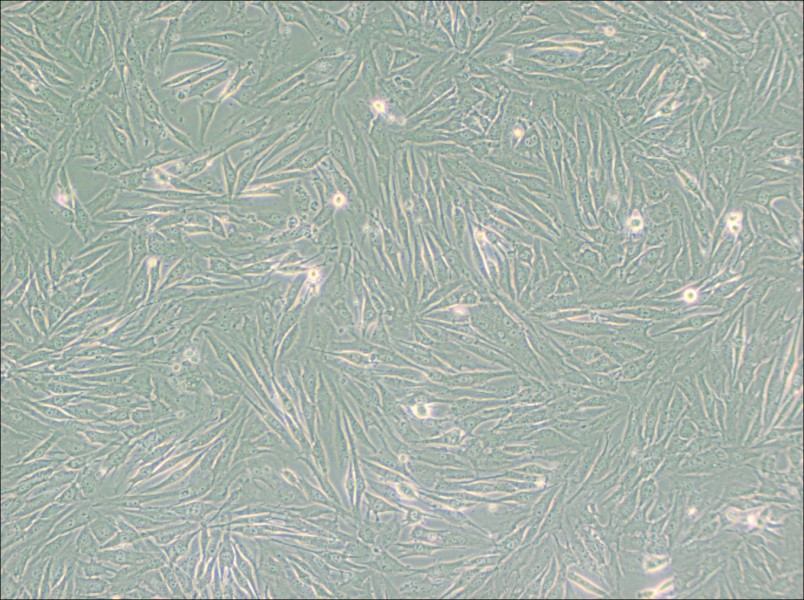 HS 683 Cell Complete Medium - 3