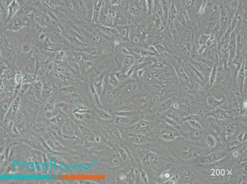 SW1710 (L15) Cell Complete Medium - 4