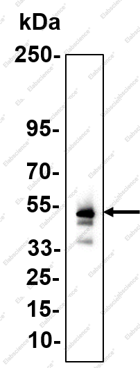 Recombinant WISP1 Monoclonal Antibody - 1