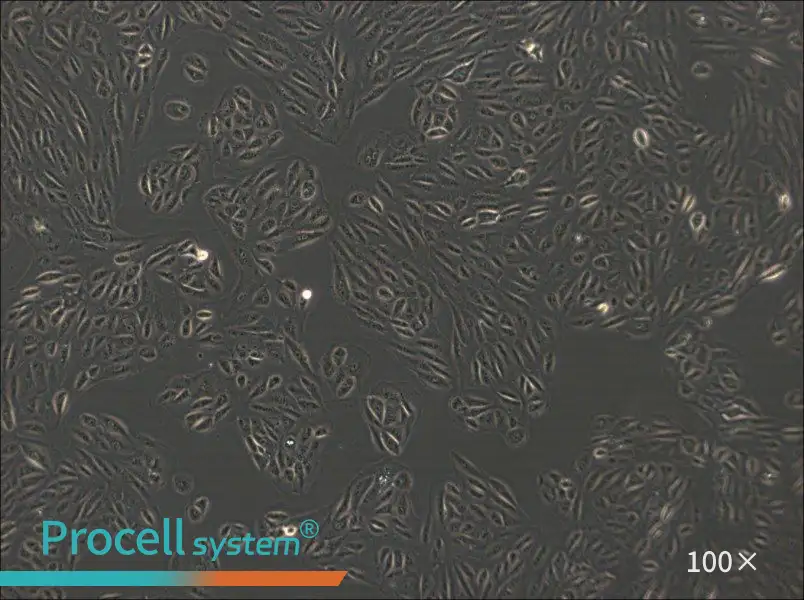 ARPE-19 Cell Complete Medium - 2