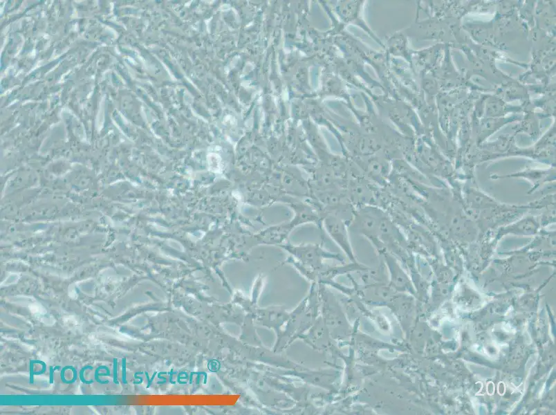 MOG-G-UVW Cell Complete Medium - 6