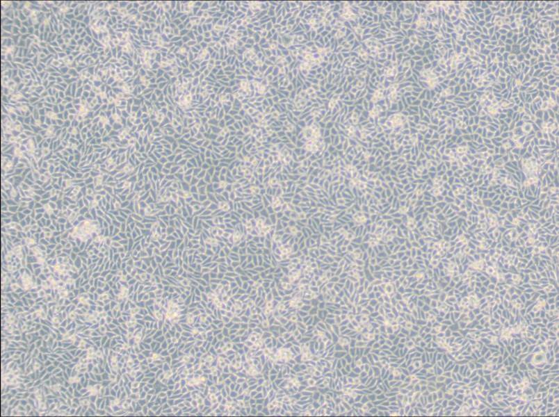 LM/TK [LMTK-] Cell Complete Medium-searchlist-1