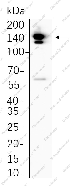 Recombinant Trk pan Monoclonal Antibody - 1