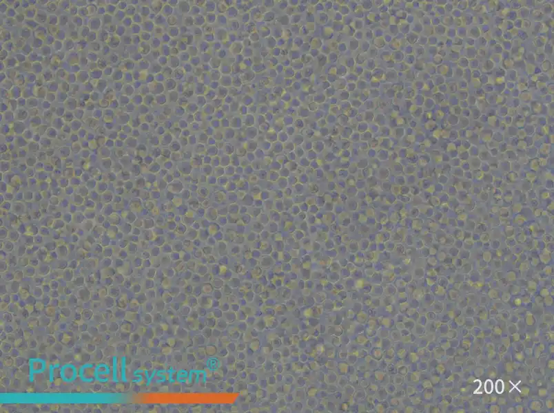 CCRF-CEM [CCRF CEM] Cell Complete Medium - small - 6