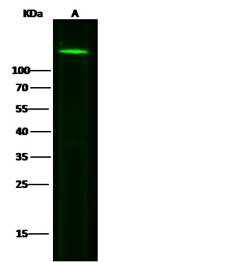 Recombinant N-Cadherin/CD325/CDH2 Monoclonal Antibody - small - 3