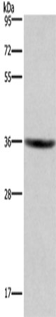 Western Blot analysis of HT-29 cell using GPR171 Polyclonal Antibody at dilution of 1:400