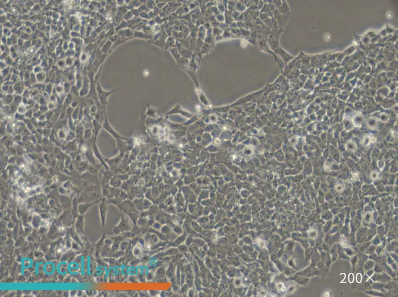 A-673 Cell Complete Medium - small - 4