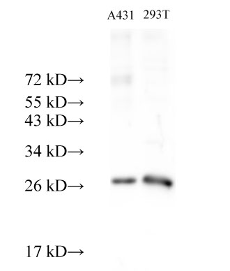 Western Blot analysis of A431 and 293T cells using PRDX3 Polyclonal Antibody at dilution of 1:500