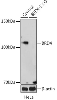 Western blot analysis of extracts from normal (control) and BRD4 knockout (KO) HeLa cells, using BRD4 Polyclonal Antibody at 1:500 dilution.