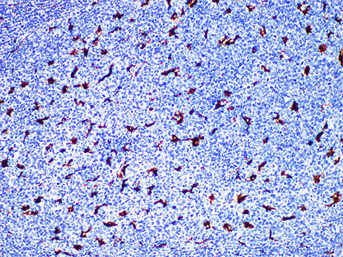 Immunohistochemistry of paraffinembedded Human tonsil tissue with CD68 Monoclonal Antibody(Antigen repaired by EDTA).