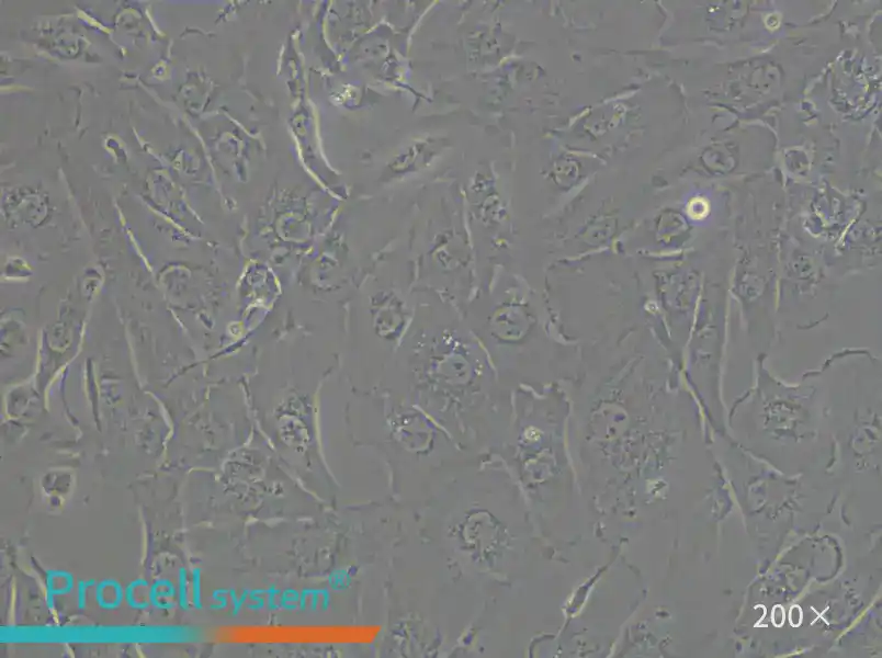 KMRC-1 Cell Complete Medium - 5