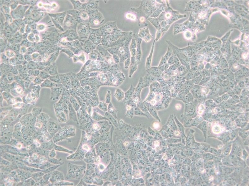 UMR-106 Cell Complete Medium - 4