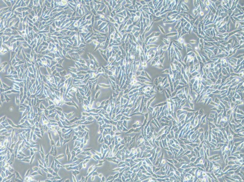 HGC-27 Cell Complete MediumHGC-27 Cell Complete Medium - 2