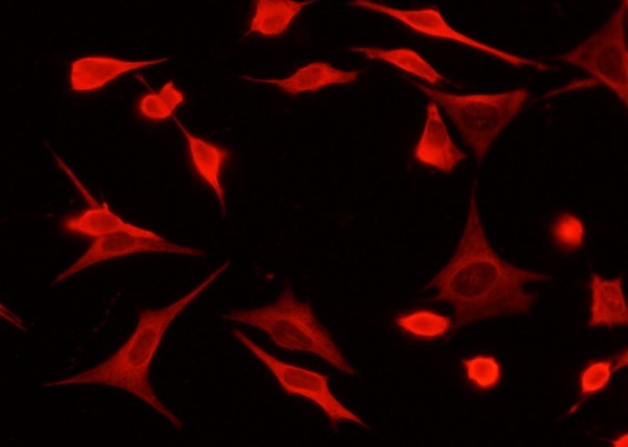 PGDH/PHGDH Monoclonal Antibody - small - 2