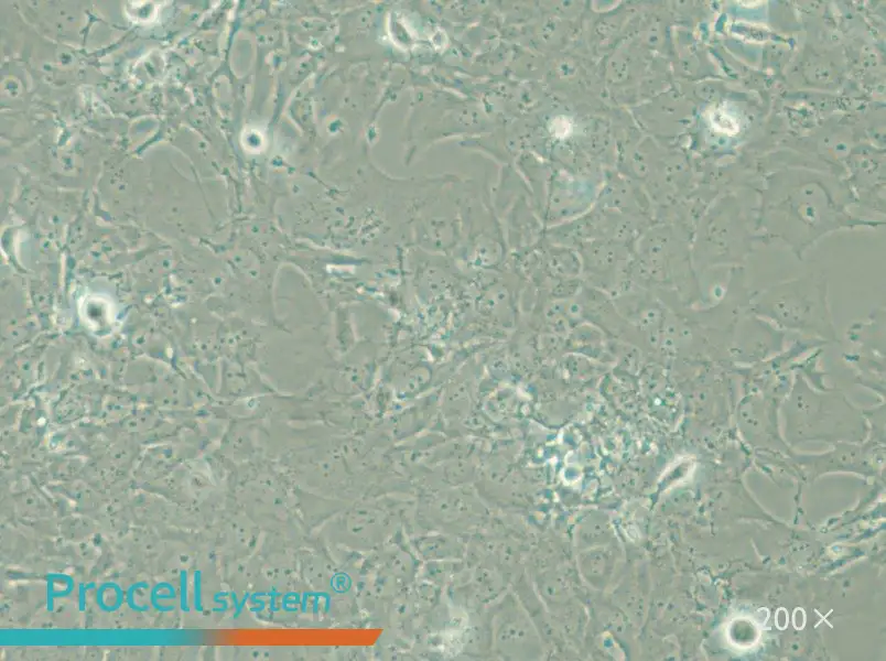 HCC38 Cell Complete Medium - small - 4