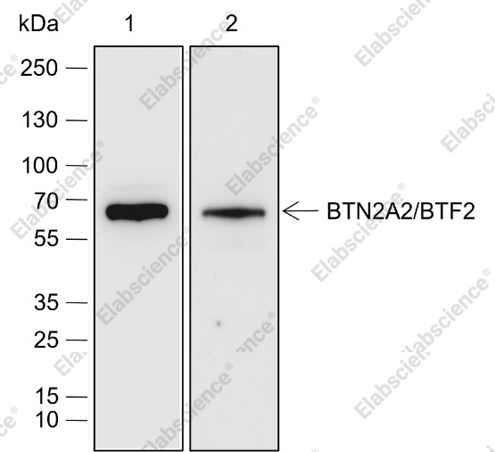 Recombinant BTN2A2/BTF2 Monoclonal Antibody - 1