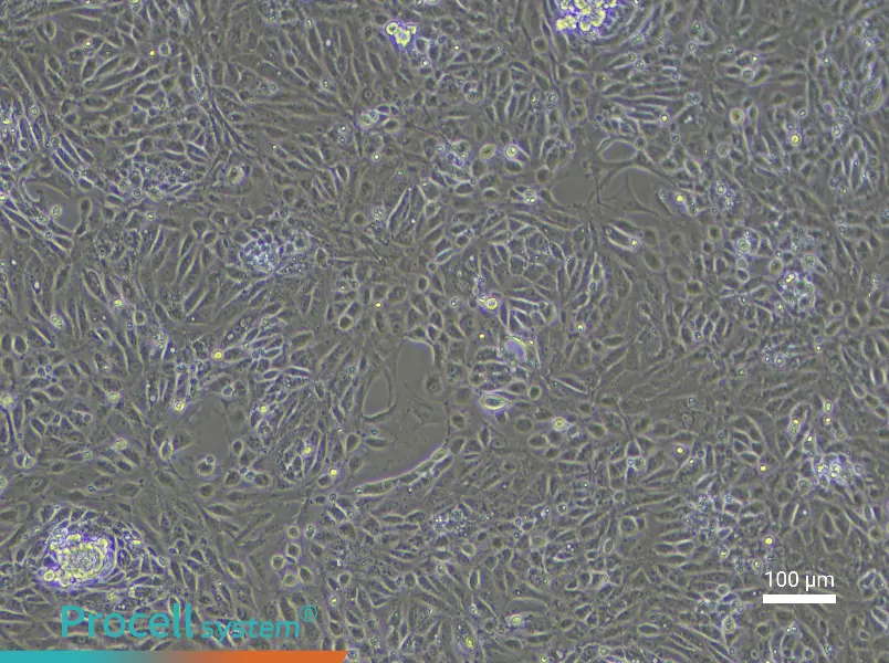 Rat Renal Tubular Epithelial Cell Complete Medium - 2