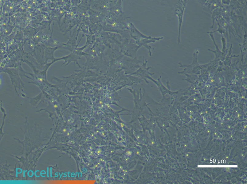 Chicken Follicle Granulosa Cell Complete Medium - small - 4