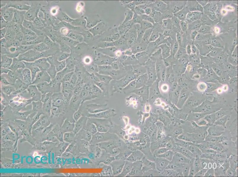 KHOS-240S Cell Complete Medium - 6