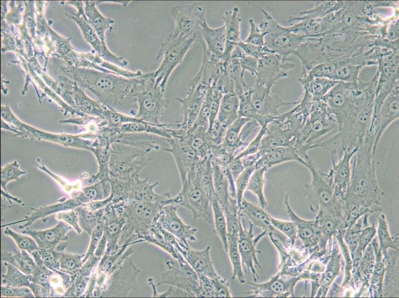 TtT/GF Cell Complete Medium - small - 6